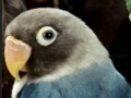 Игра Hidden Alphabets - Parrots
