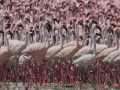 Игра Flamingos Slider