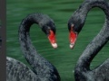 Ігра Black Swans