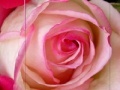 Игра Pink Rose