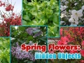 Игра Spring Flowers: Hidden Objects