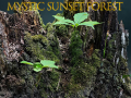 Ігра Mystic sunset forest