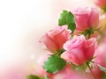 Игра Pink Roses
