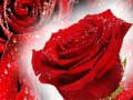 Игра Red Roses