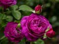 Игра Purple Roses