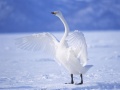 Игра Graceful Swans