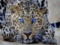 Ігра Leopard