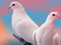 Игра Lovely white doves slide puzzle
