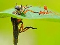 Игра Little ant and leaf slide puzzle