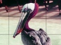 Ігра Pink headed pelican slide puzzle
