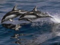 Игра Dolphins Sliding Puzzle