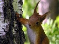 Игра Cute squirrels slide puzzle