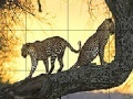Игра Big wild cats slide puzzle