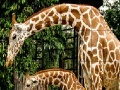 Игра Giraffes in the forest slide puzzle