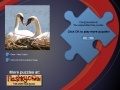 Игра Swans Puzzle