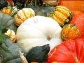 Игра Hidden Objects: Pumpkin Show