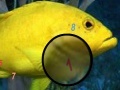Игра Amazing Fishes Hidden Numbers