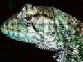 Игра Wild iguana slide puzzle