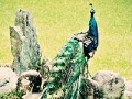 Игра Beautiful peacock slide puzzle