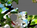 Игра Blooming apple tree
