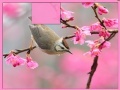Игра Bird at Spring