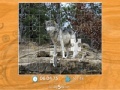 Игра Gray Wolf Jigsaw Puzzle