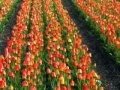 Игра Jigsaw: Tulip Field