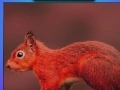 Игра Red summer squirrels puzzle