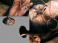 Игра Chimpanzee