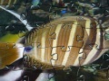 Игра Jigsaw: Fish