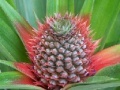 Игра Pineapple Slider