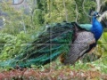 Игра Peacock Jigsaw Puzzle 
