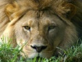 Игра African Lion