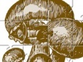 Игра Mushrooms Jigsaw