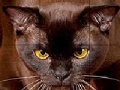 Игра Wild brown cat slide puzzle