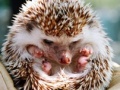 Игра Small hedgehog