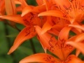 Игра Jigsaw: Orange Lilies