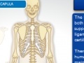 Игра Skeleton Transplant