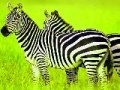 Игра Green Safari: Zebras Puzzle