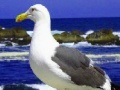 Игра Seagulls In The Ocean: Puzzle