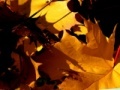 Игра Autumn Leafs Jigsaw