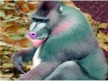 Игра Elderly Tired Baboon Puzzle