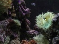 Игра Coral Reef