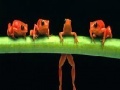 Игра Brave acrobat frogs slide puzzle