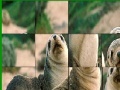 Игра Cute seals slide puzzle