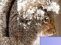 Игра Squirrel in the snow slide puzzle