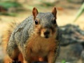 Игра Hidden Animals: Squirrels