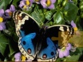 Игра Butterfly Puzzle