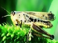 Игра Green grasshopper slide puzzle