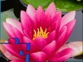 Игра Pink Water Lily Puzzle